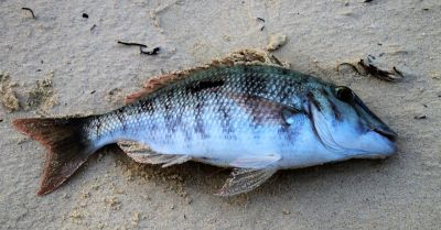 Od 29 kwietnia z Kanału Gliwickiego wyłowiono prawie półtorej tony martwych ryb